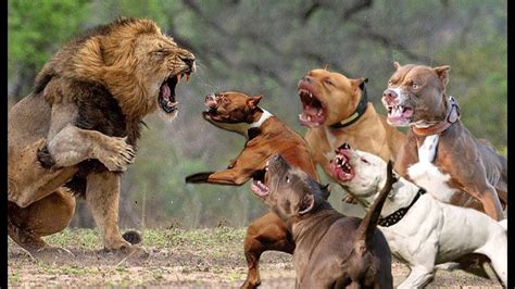pitbulls fighting videos real videos.